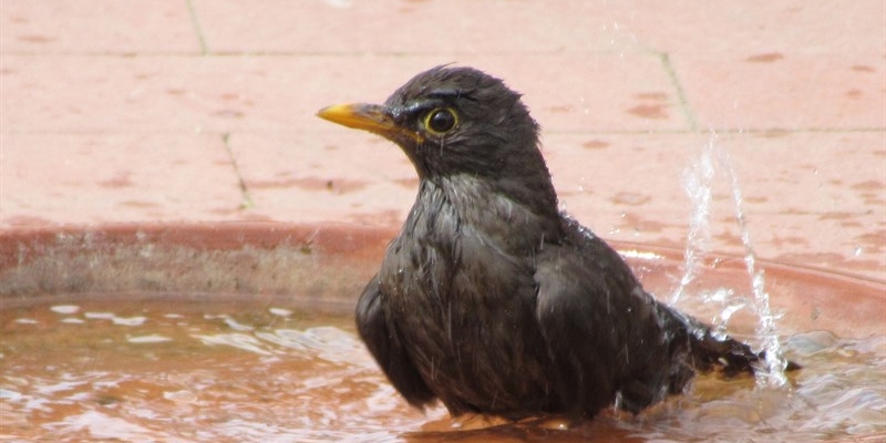 Uccellino che si rinfresca