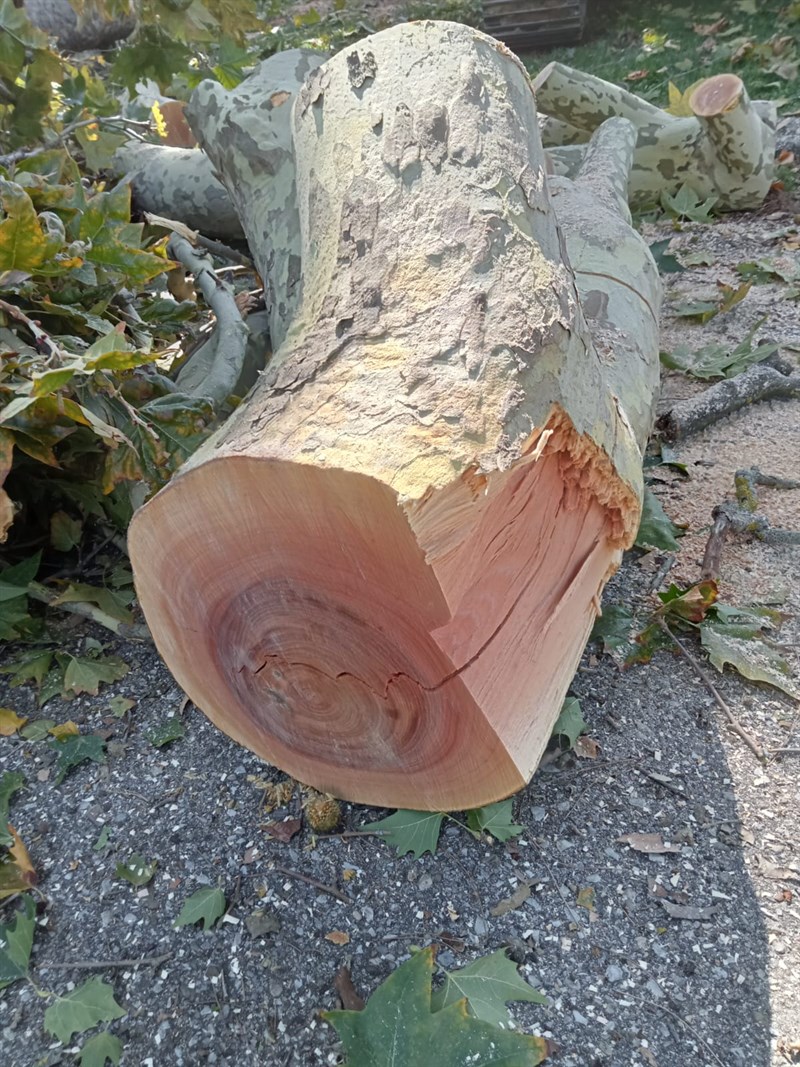 Gli alberi tagliati al Salviatino