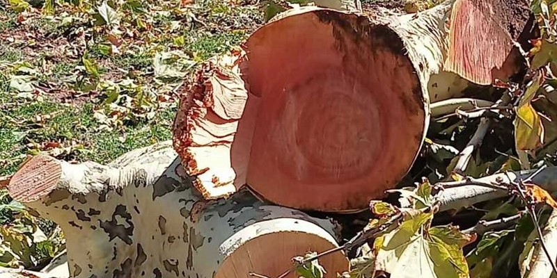 Gli alberi tagliati al Salviatino