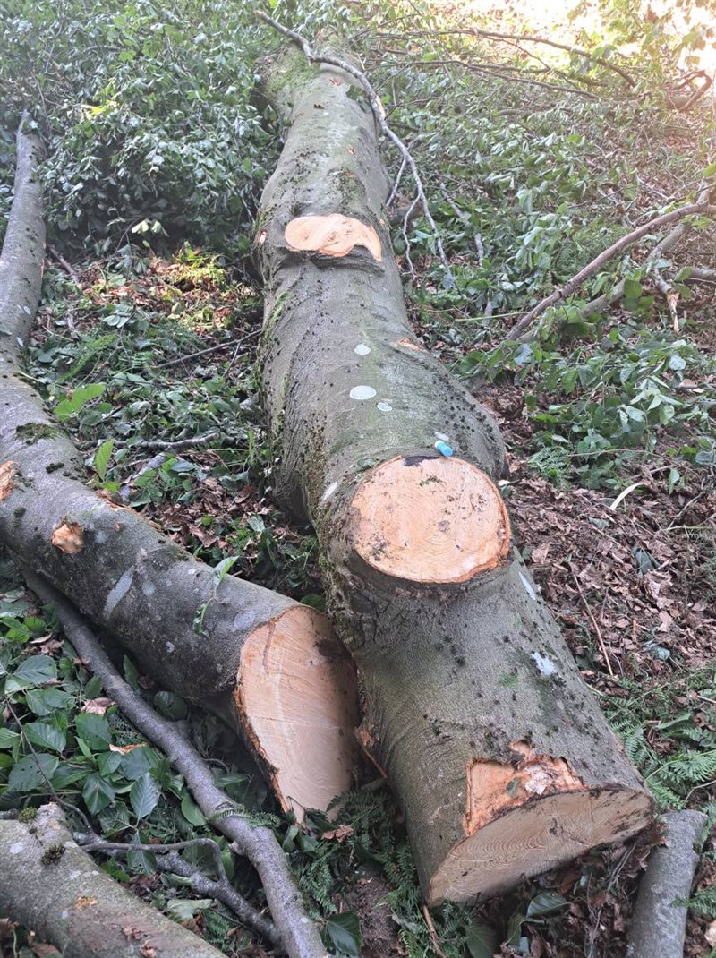 devastazione ambientale