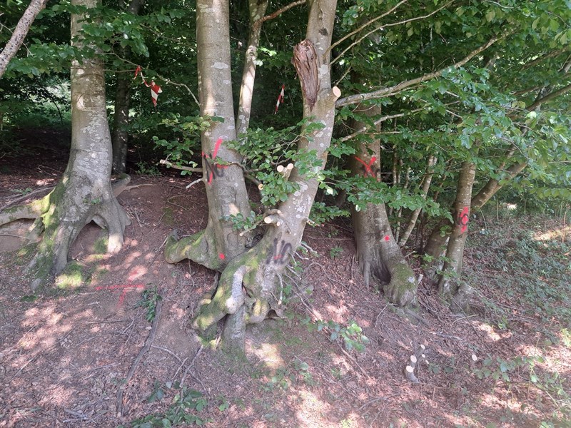 devastazione ambientale