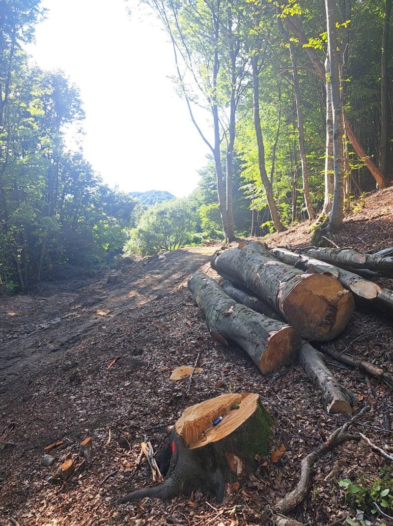 devastazione ambientale