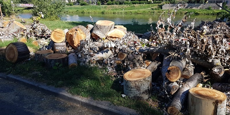 gli alberi tagliati all'Albereta