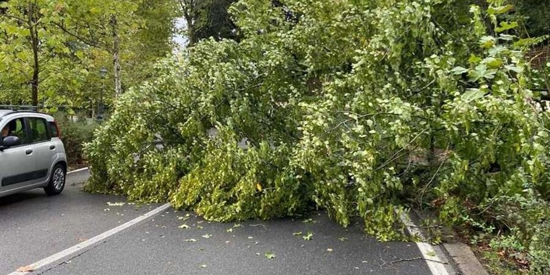 L'albero caduto al Bobolino