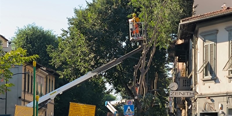 L'albericidio di viale Giannotti era previsto, come il resto della mattanza verde