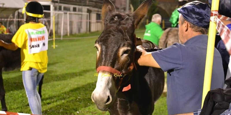 Palio dei Ciuchi, Perdono a Incisa Valdarno