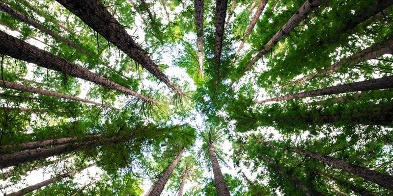 nasce lo scudo verde a Firenze