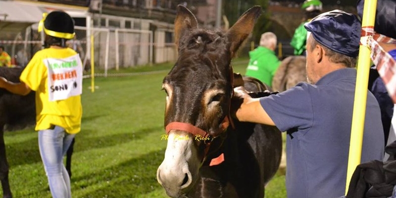 Palio dei Ciuchi, Perdono a Incisa Valdarno