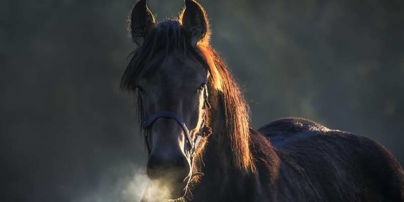 Cavallo Siena