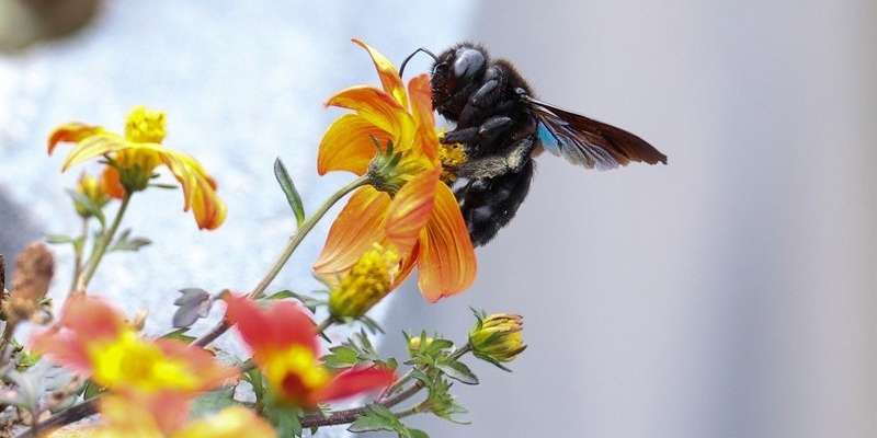 festa della biodiversità