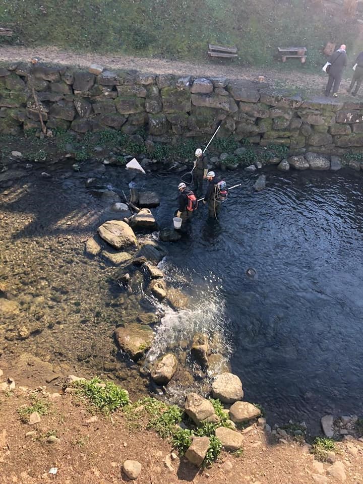 Prelevamento pesci dal Lago di Londa e dai torrenti Moscia e Rincine