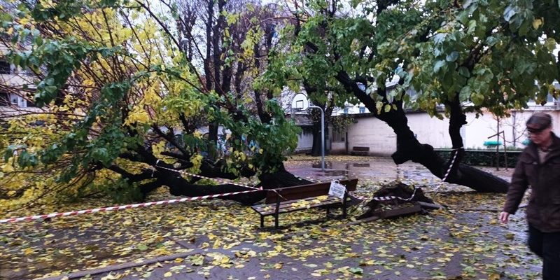 l'albero caduto alla scuola Giotto