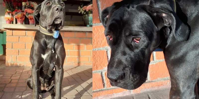 La cucciola smarrita "Essen" in una foto inviata dai proprietari