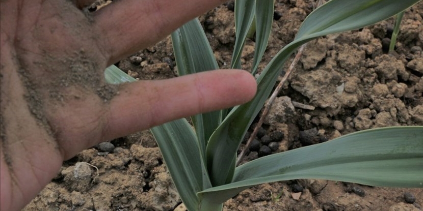 Agricoltura, salgono da 10 a 44 milioni le risorse a favore di zone montane e svantaggiate