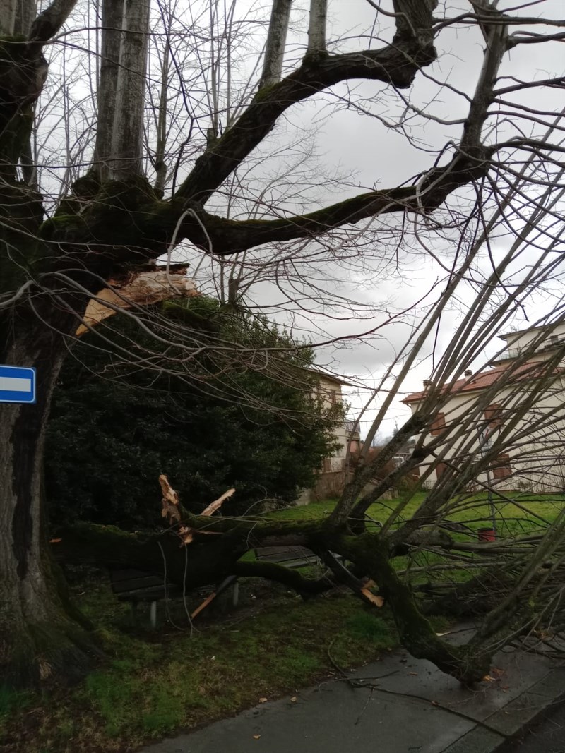 Albero caduto alla stazione di Borgo San Lorenzo