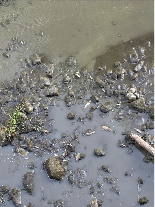 La moria di pesci e l'onda nera nel Rincine