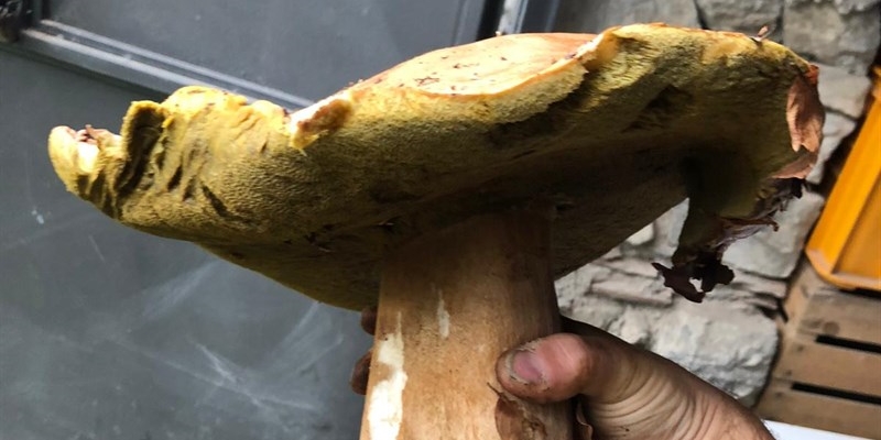 Due porcini record nei boschi di Firenzuola. Continua la raccolti dei funghi da record