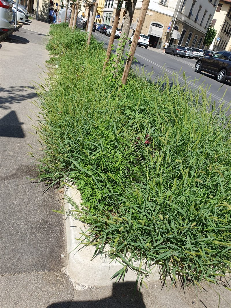 Alberi invece di posti auto