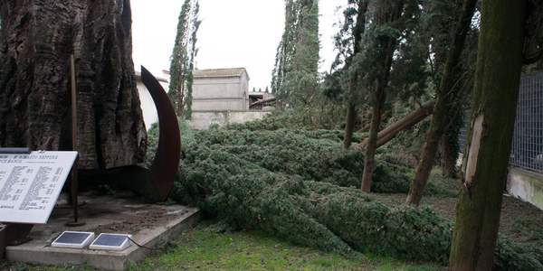 Dopo il vento Avis dona gli alberi per il cimitero di Scarperia