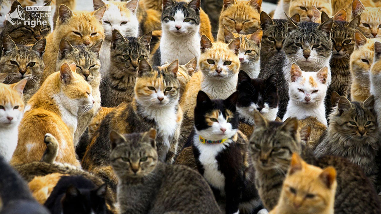 1° Raduno Nazionale dei Gattari al Palio della Brocca