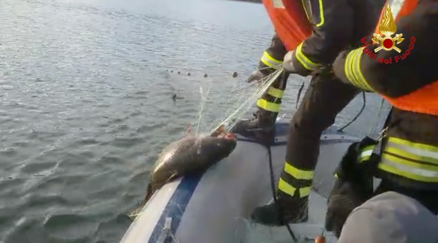 Pesca di frodo a Bilancino. I pompieri liberano 30 carpe e trovano 100 metri di rete