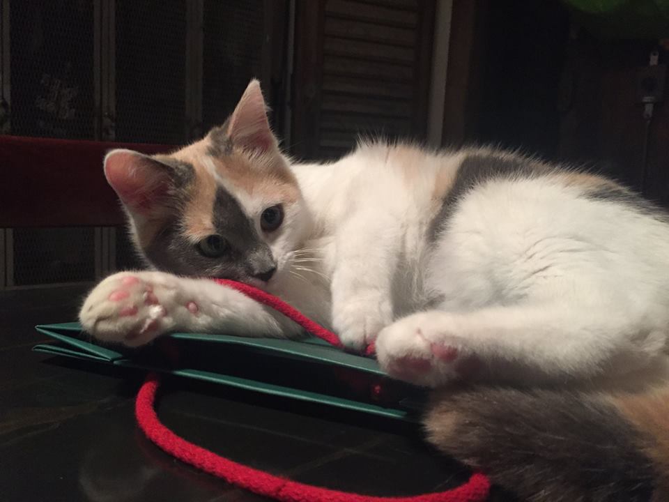 Pontassieve. Uccisa da un cacciatore la gattina trovata nel cassonetto