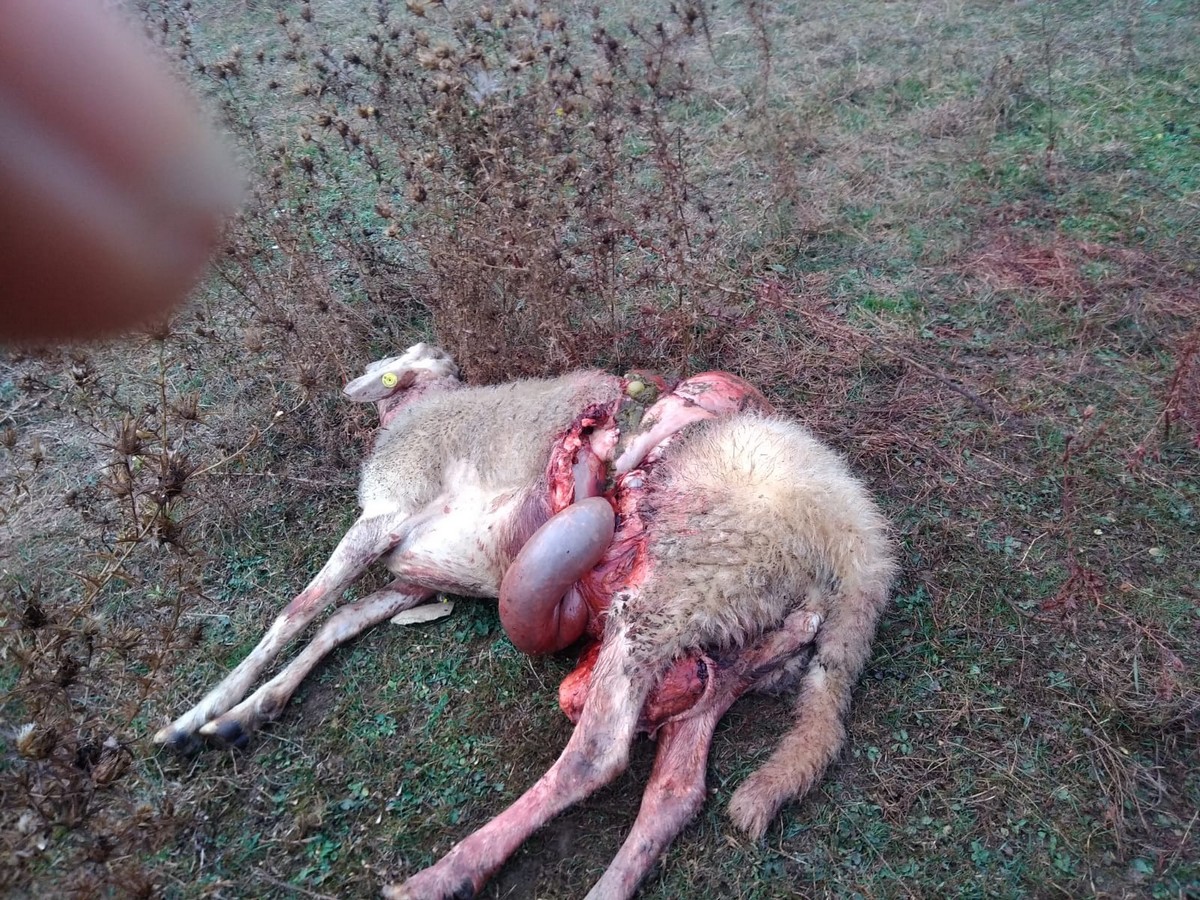 Lupi. Due pecore sbranate vicino a Vaglia