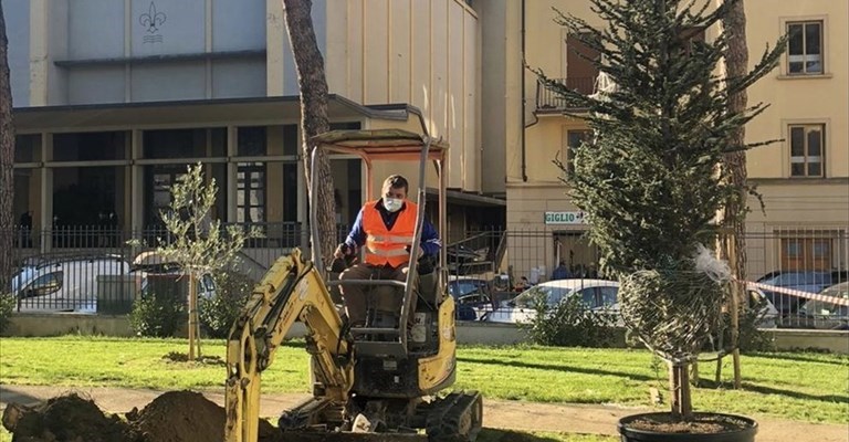 si piantano gli alberi in città