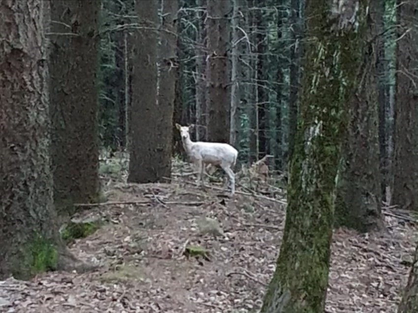 Daino bianco a Vallombrosa