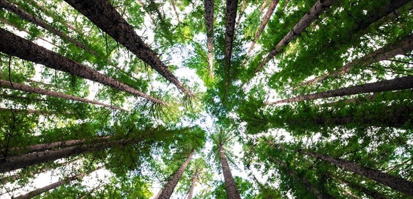 nasce lo scudo verde a Firenze